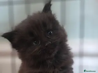 Maine Coon cats Top Quality Mainecoon kittens 😸 🥰😍 - Advert 1