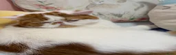 Exotic cats for sale: Beautiful exotic boy - Advert 3