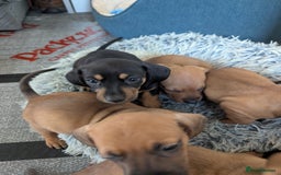 Dachshund dogs for sale: 8 week old Dachshunds  - Image 11