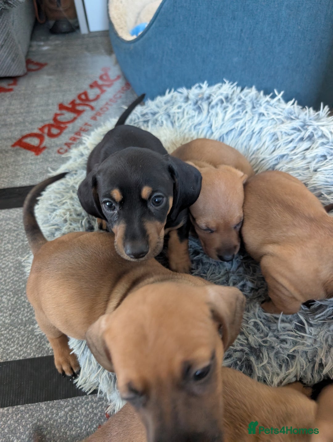 Dachshund dogs for sale: 8 week old Dachshunds  - Image 11