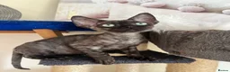 Devon Rex cats for sale:  Affectionate kittens - Advert 14