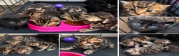 Bengal cats for sale:  Beautiful Cross Bengal Kittens 🐾 - Advert 4