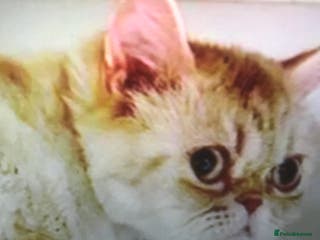 Mixed Breed cats COCO -MEDIUM FUR PERSIAN MIX EXOTIC GIRL ?? - Advert 5