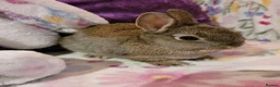 Netherland Dwarf rabbits for sale: Pure Bred Netherland Dwarfs - Advert 5