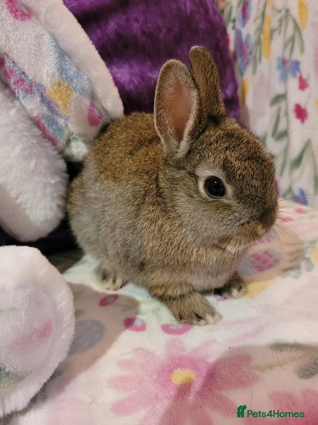 Netherland Dwarf rabbits for sale: Pure Bred Netherland Dwarfs - Advert 5