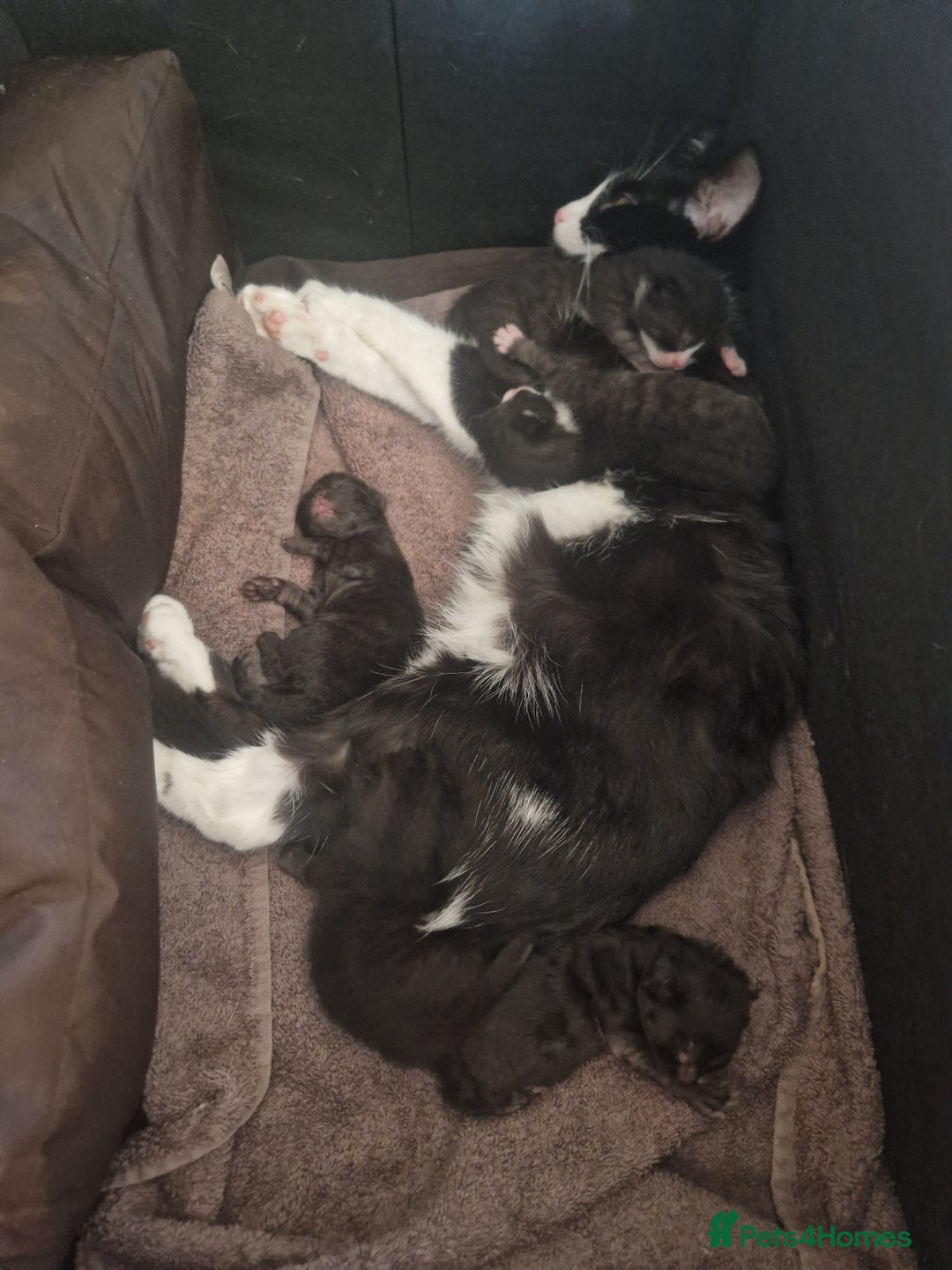 Siberian cats for sale: 1 beautiful delicate little Siberian x for sale - Image 3