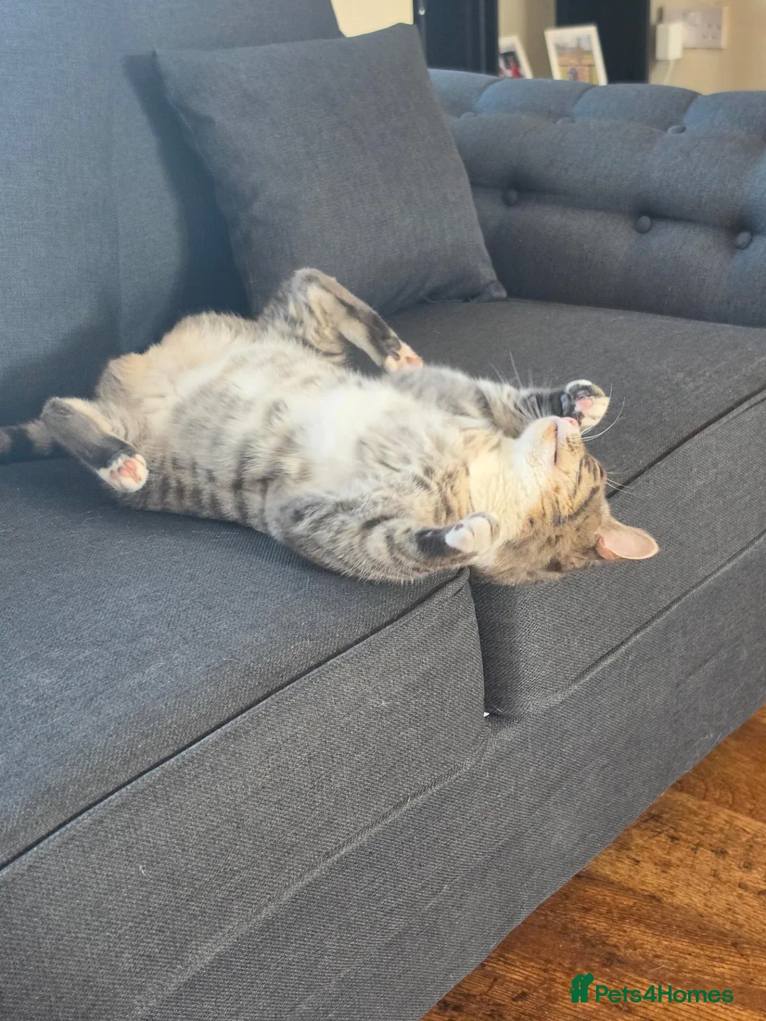Mixed Breed cats for sale: Beautiful female cat for rehoming  - Advert 10