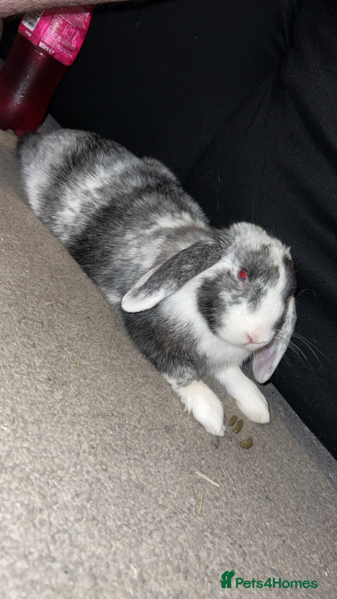 Mini Lop rabbits Oreo mini lop - Advert 1