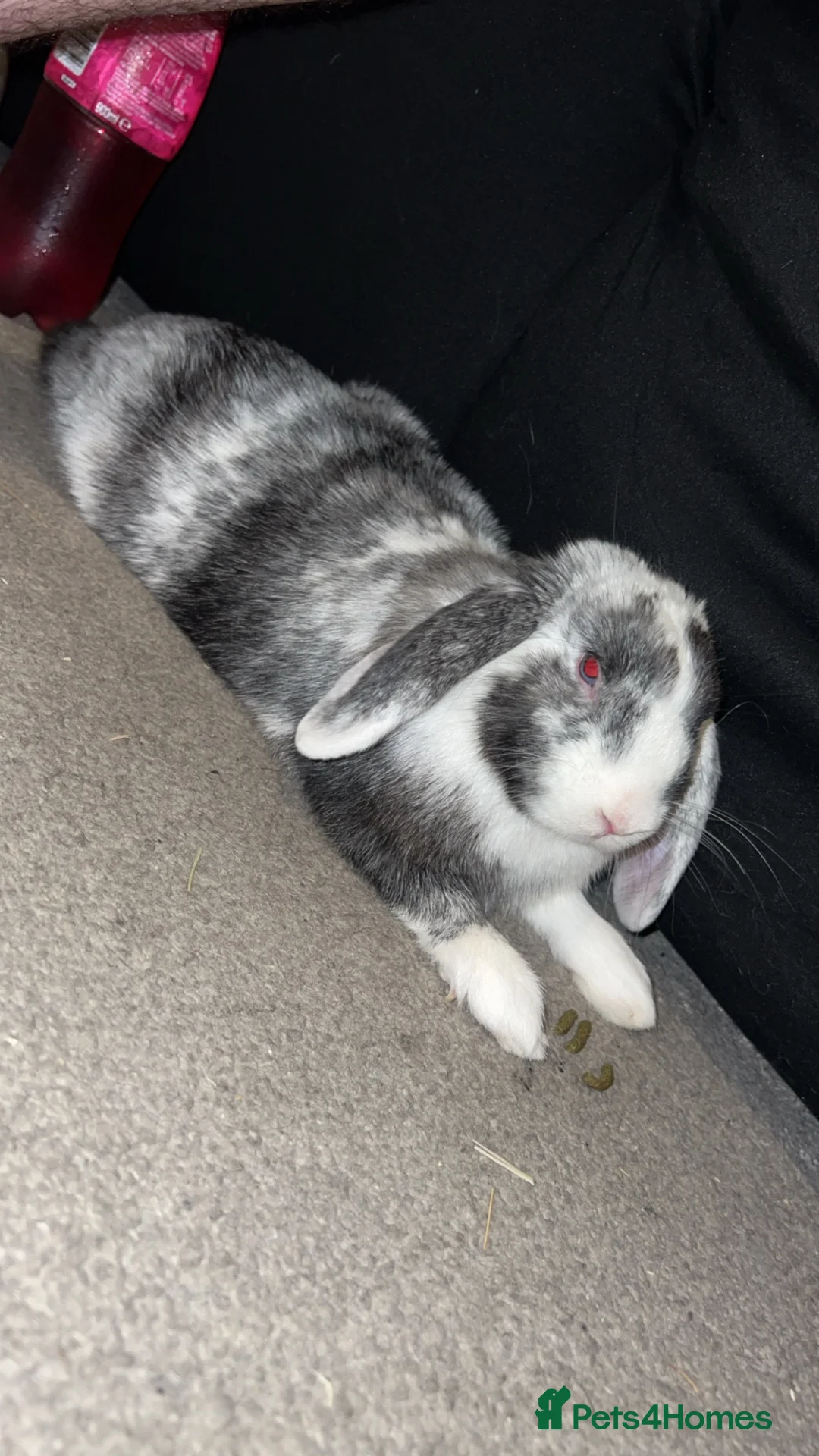 Mini Lop rabbits for sale: Oreo mini lop - Advert 1