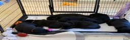 Labrador Retriever dogs for sale: Show Labrador puppies  in Sevenoaks - Advert 11