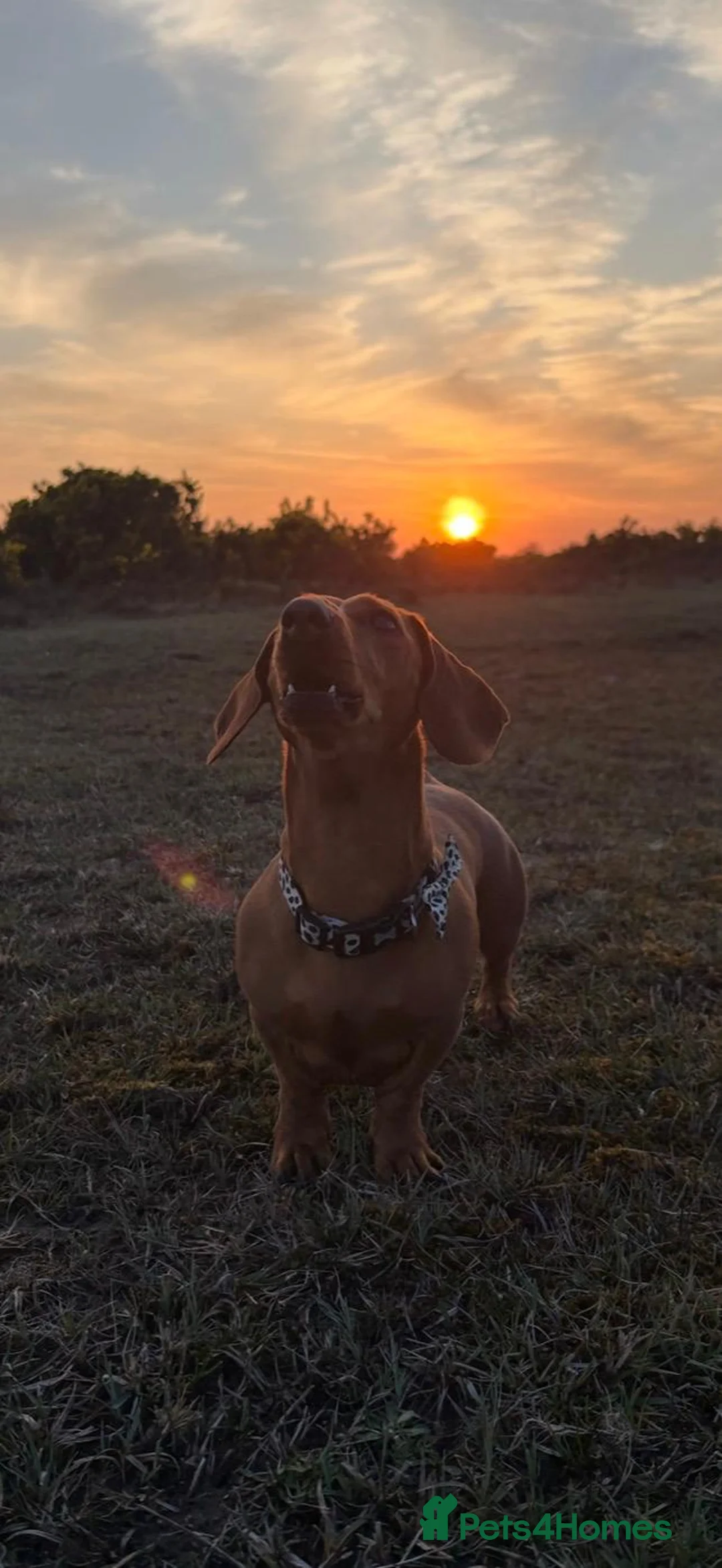 Dachshund dogs for sale: Beautiful mini dachshund puppies  in Woking - Advert 13