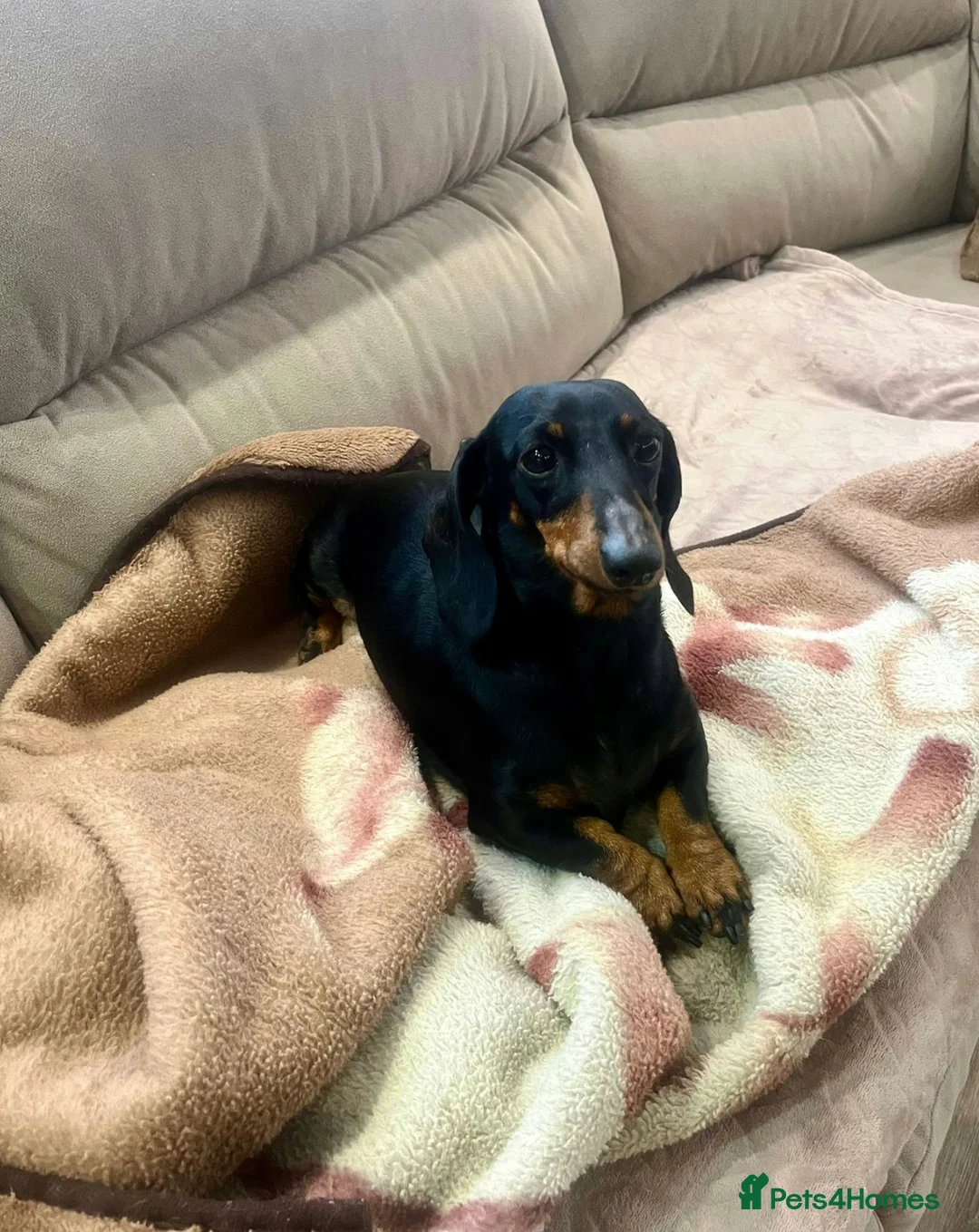 Dachshund dogs for adoption: 🐾 BONA – Female Dachshund 🐾 in West Malling - Advert 5