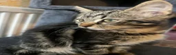 Mixed Breed cats for sale: Beautiful kittens are looking for a loving family. - Advert 3
