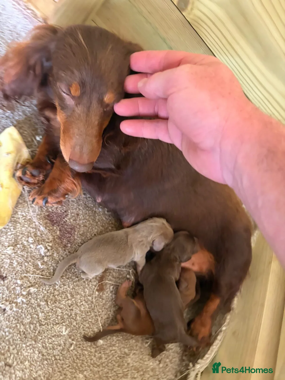 Dachshund dogs for sale: Male Minature Dachshund - Advert 2