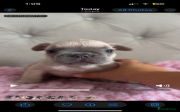 French Bulldog dogs for sale: French bulldog, Floodles, Furnishings  - Image 12