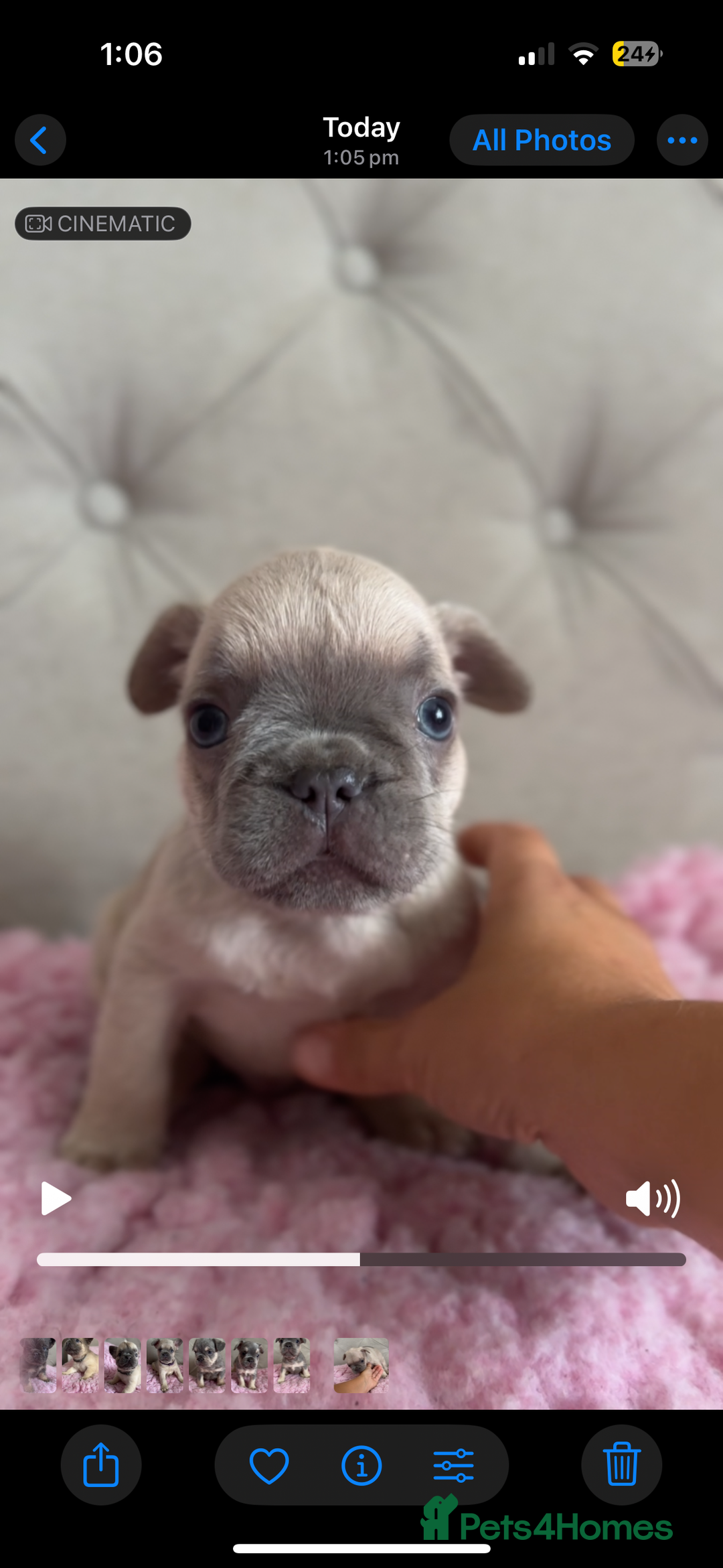 French Bulldog dogs for sale: French bulldog, Floodles, Furnishings  - Image 12