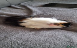 Guinea Pig rodents for sale: 4 baby girl guinea pigs and 1 boy - Image 6