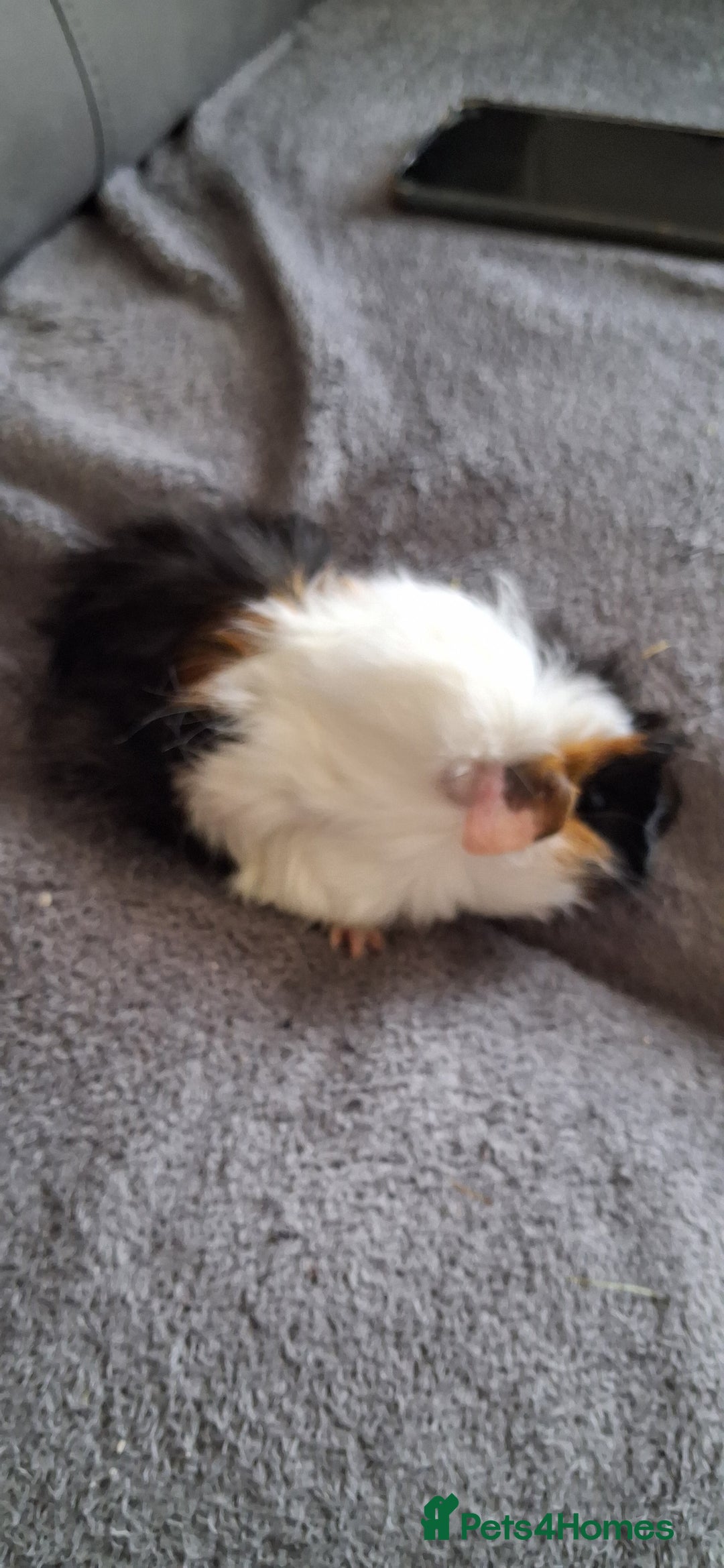 Guinea Pig rodents for sale: 4 baby girl guinea pigs and 1 boy - Image 6