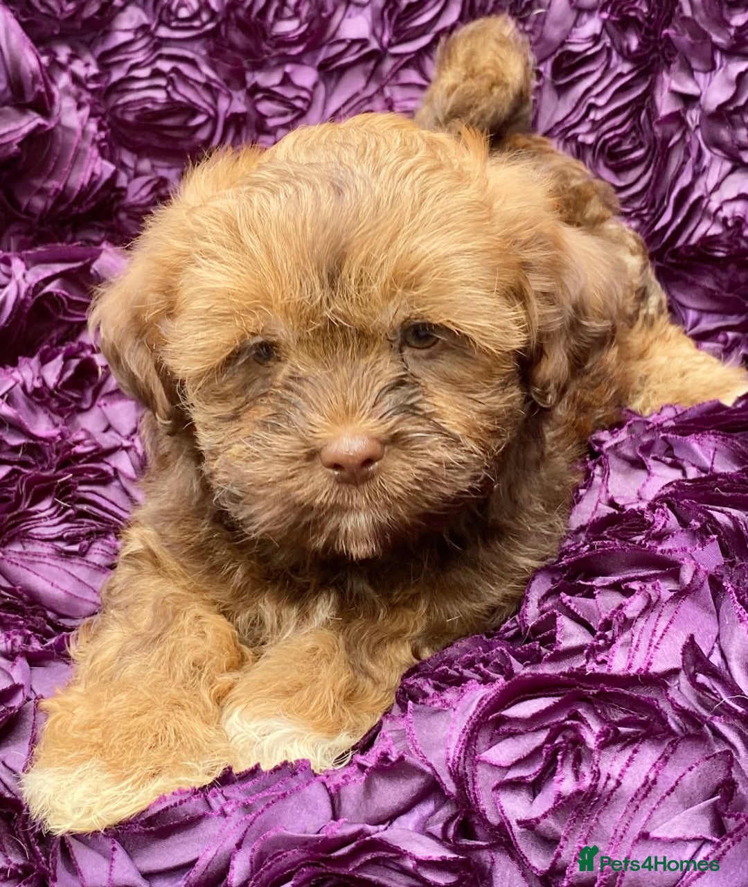 Shih Tzu dogs for sale: 🌟OUTSTANDING MALSHIPOO LITTER🌟Ready from 4/10/25 - Image 12