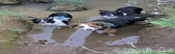 Border Collie dogs for sale: Looking For A New Home For Jack  in Derby - Advert 9