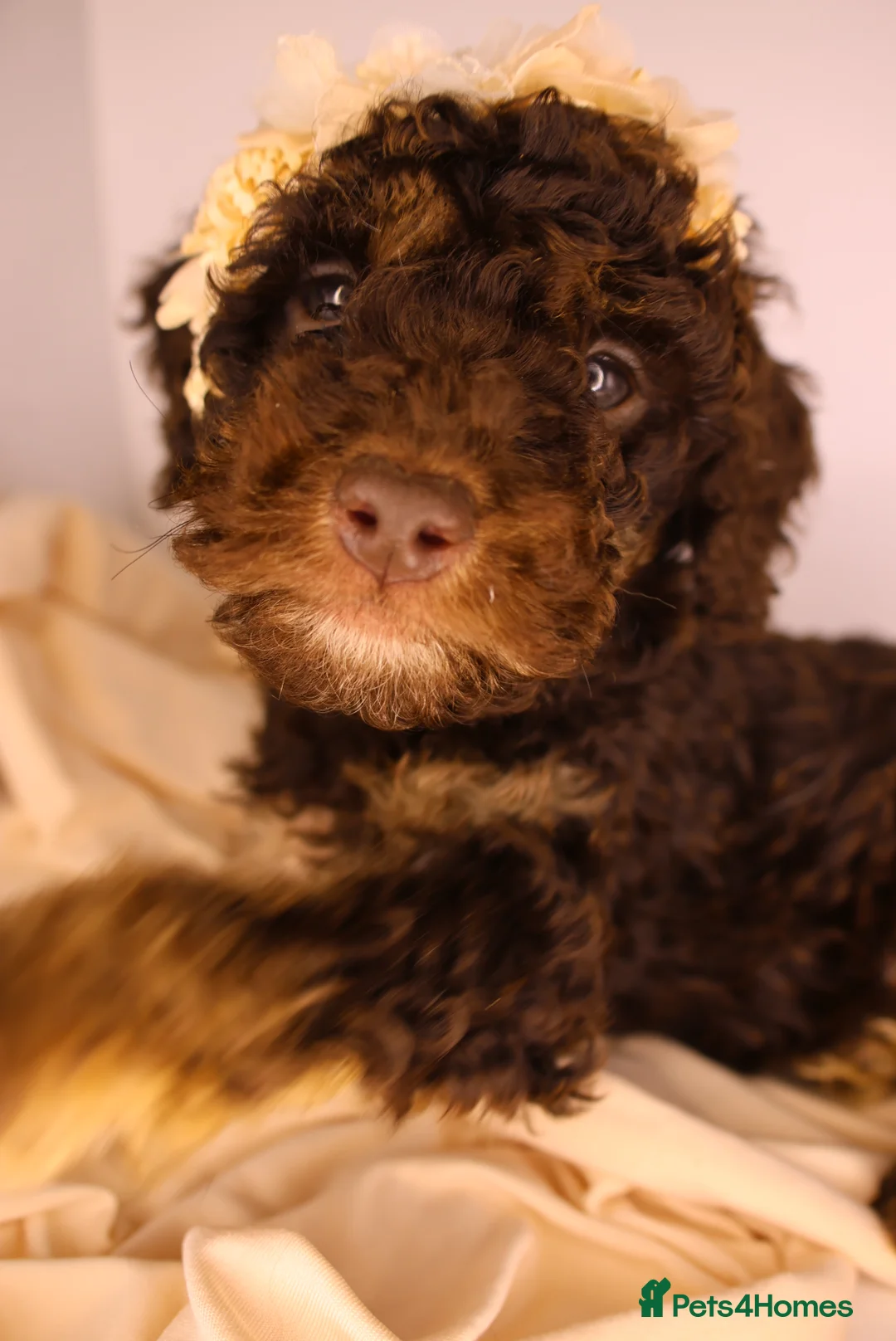 Cockapoo dogs for sale: Cute Miniature Cockapoo Babies - Advert 27