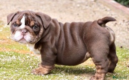 English Bulldog dogs for sale: Beautiful English bulldog puppies  - Advert 1