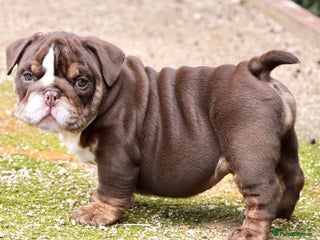 English Bulldog dogs Beautiful English bulldog puppies - Advert 1