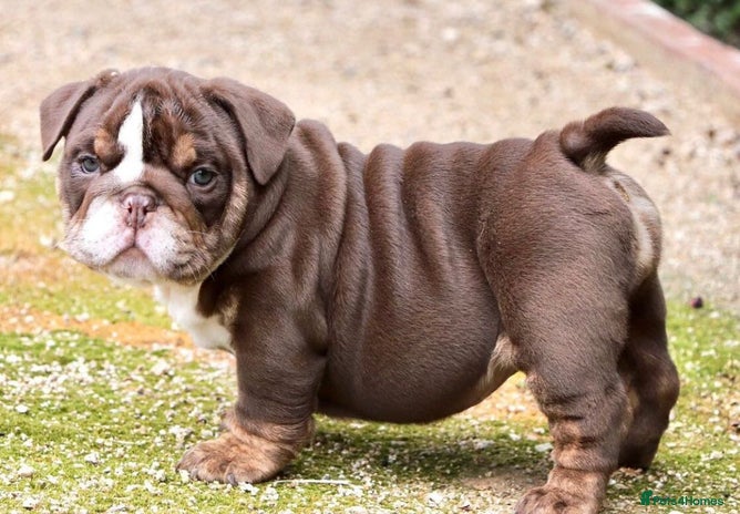 English Bulldog dogs Beautiful English bulldog puppies - Advert 2