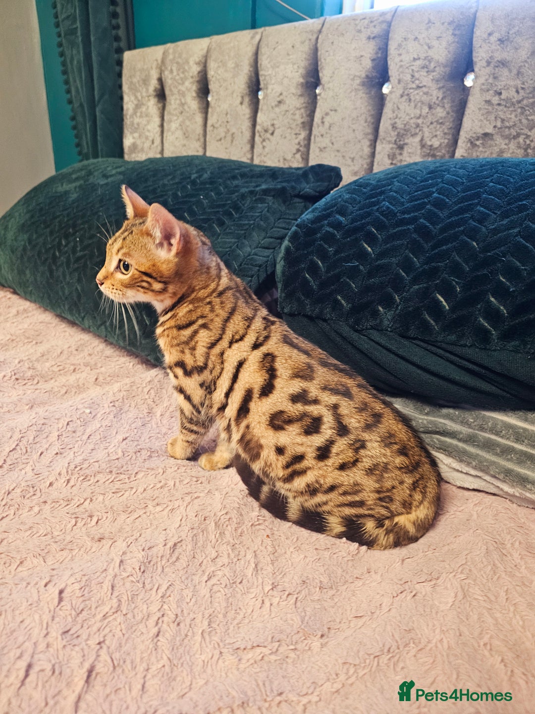 Bengal cats for sale: Bengal kitten male - Advert 8