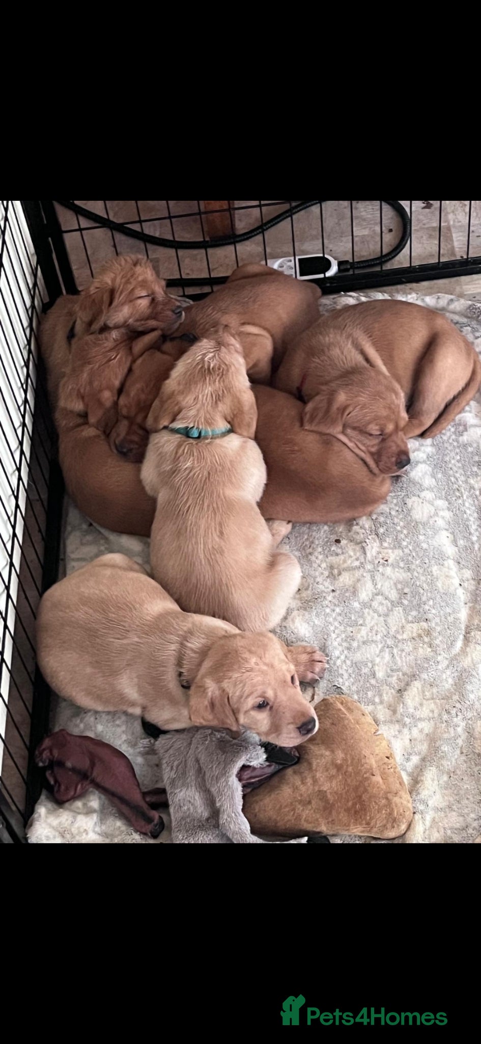 Mixed Breed dogs Vizslador Puppies  - Advert 1