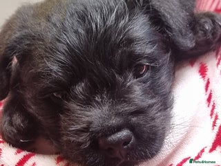 Mixed Breed dogs French Bulldog × Hungarian Puli Puppies - Advert 13