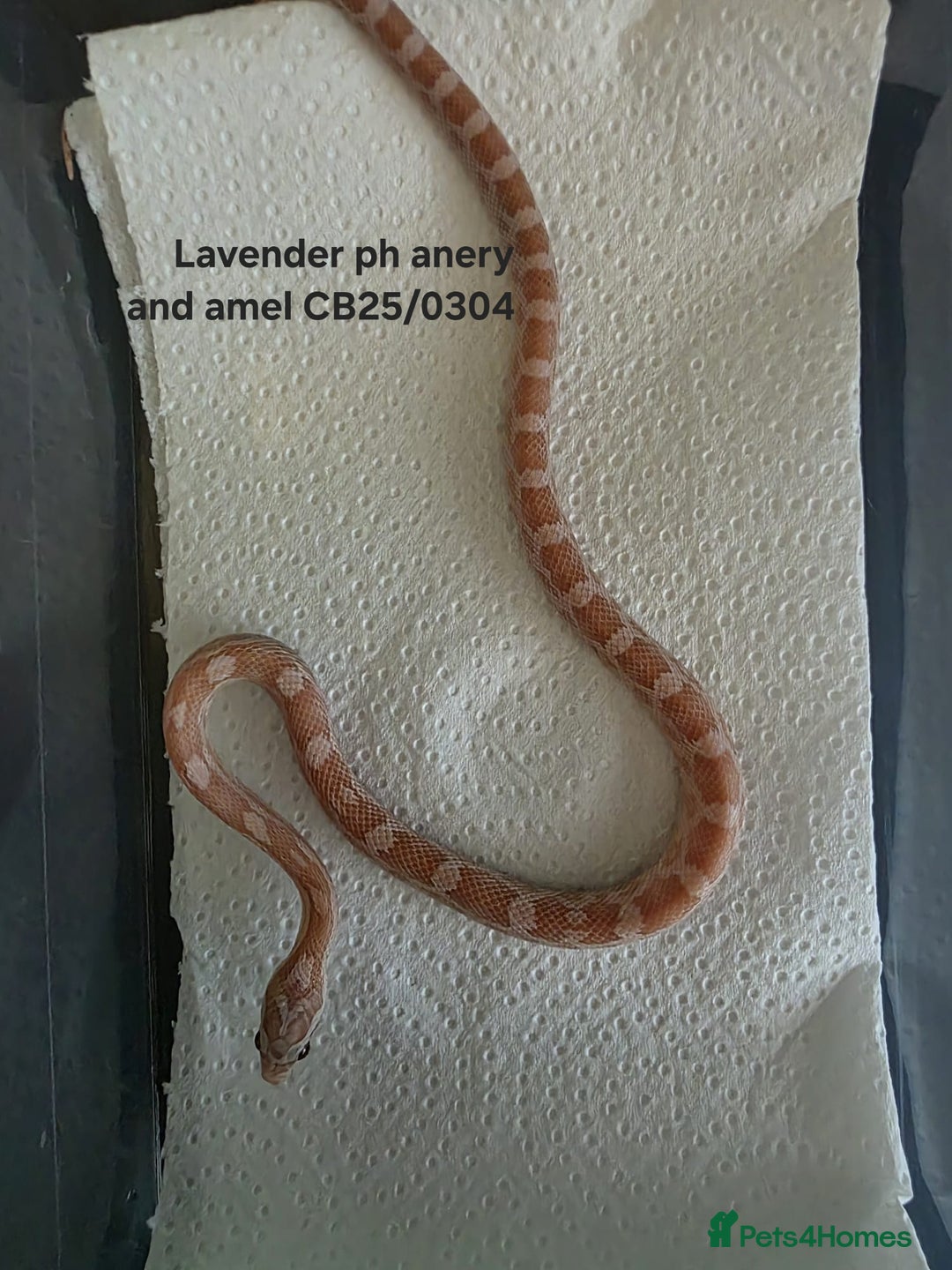 Corn Snake reptiles for sale: Cornsnake Hatchlings - Image 8