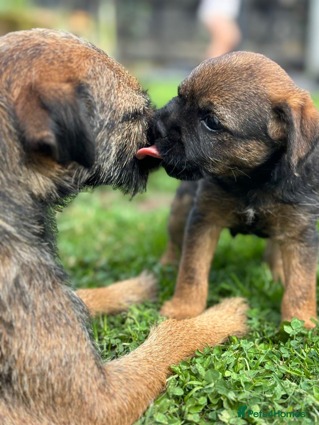 Border Terrier dogs for sale: Stunning litter of border terrier puppies  - Image 3