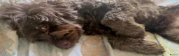 Cockapoo dogs for sale: Chocolate F1 Cockerpoo - Advert 3