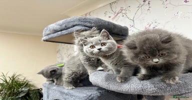 British Shorthair cats - Advert 15