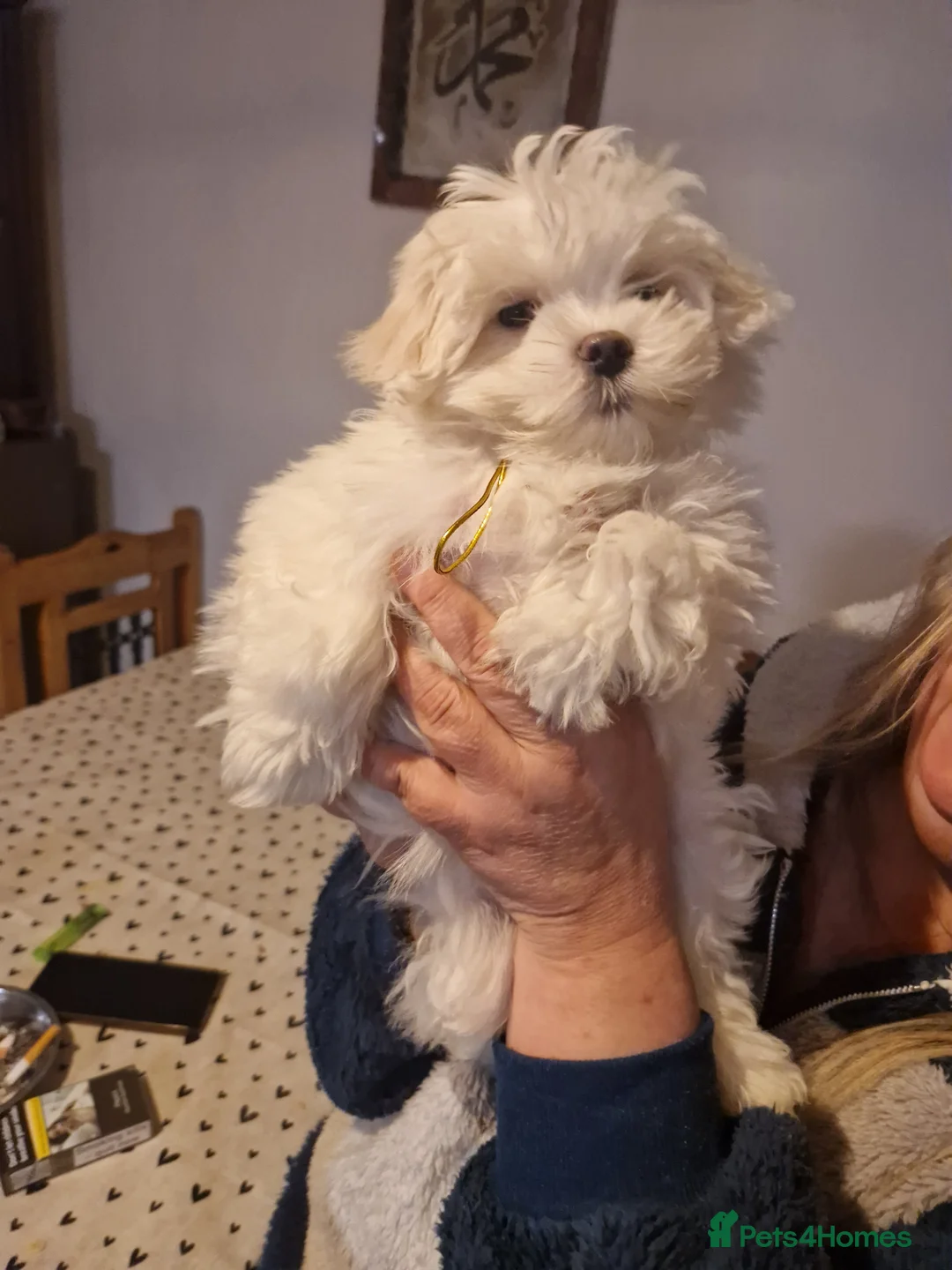 Maltese dogs for sale: Maltese toybreed - Advert 2