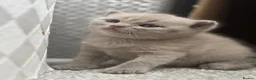 British Shorthair cats for sale: Adorable British Shorthair Kittens–2 Boys &2 Girls - Advert 11