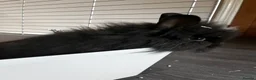 Lionhead rabbits for sale: 2 Female lion heads with everything you need in Burnley - Advert 3