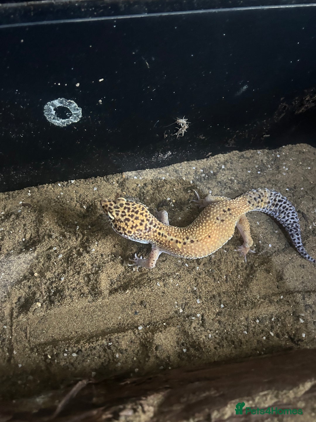 Leopard Gecko reptiles for sale: Leopard gecko and Viv set up  - Advert 2