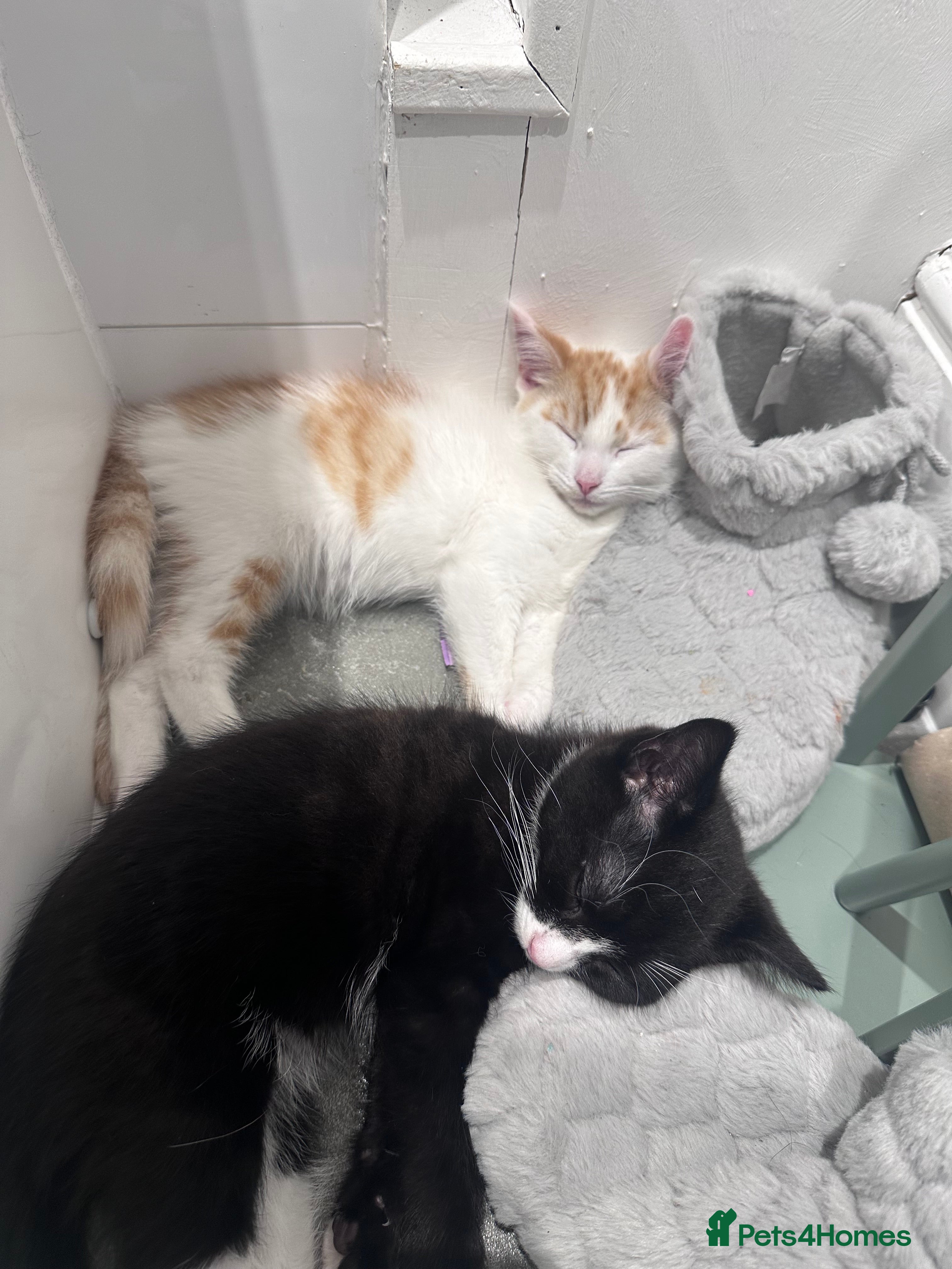 Mixed Breed cats Fluffy female ginger and white kitten  - Advert 4