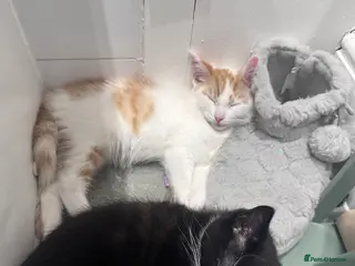 Mixed Breed cats Fluffy female ginger and white kitten - Advert 4