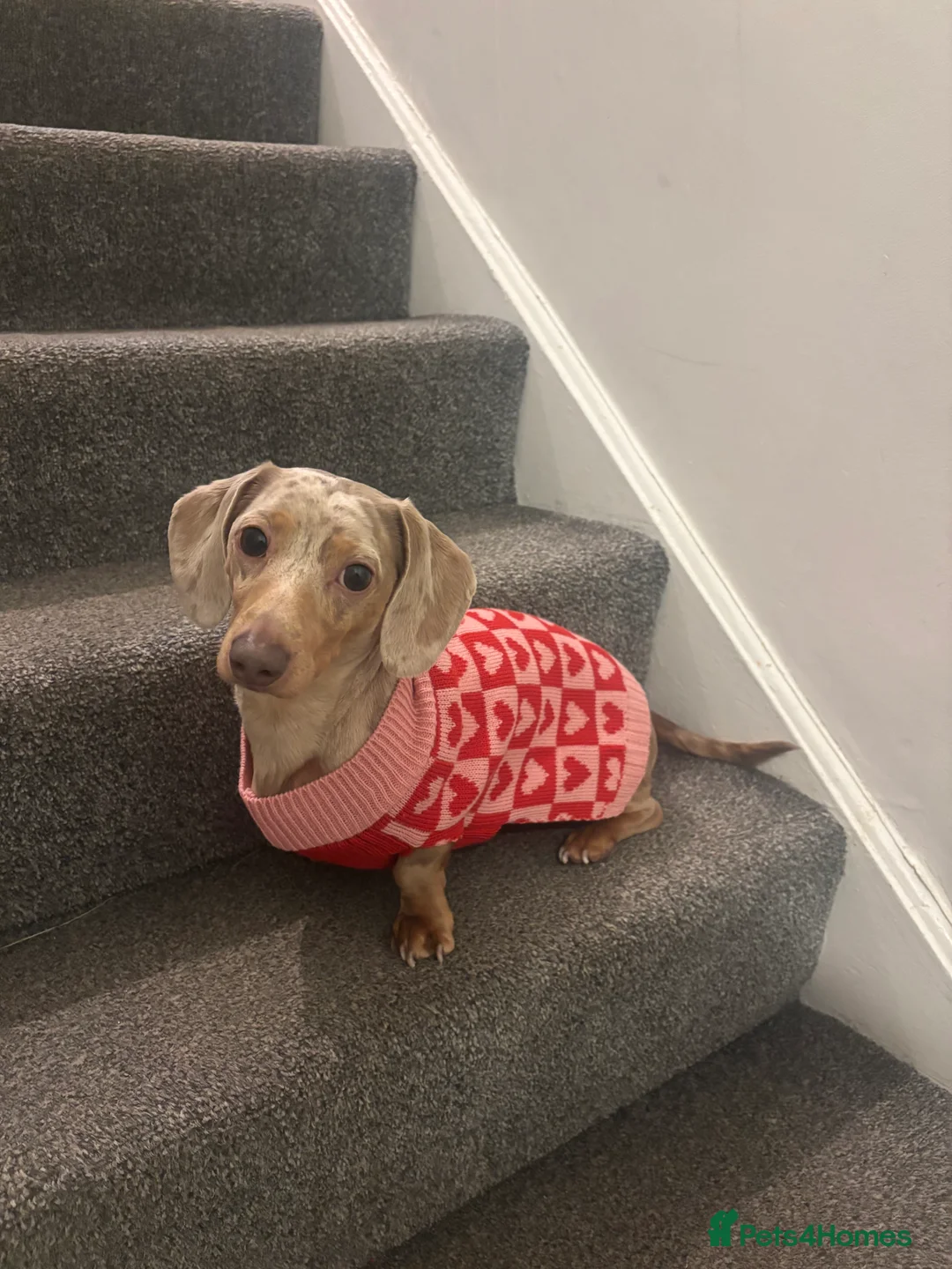 Miniature Dachshund dogs for sale: Miniature Dachshund  - Advert 1