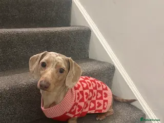 Miniature Dachshund dogs Miniature Dachshund - Advert 1