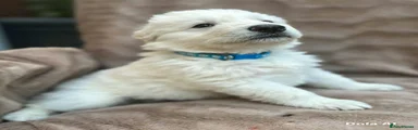 Blue boy