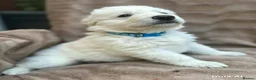 German Shepherd dogs for sale: KC-registered, long-coated, German Shepherd pups - Advert 2