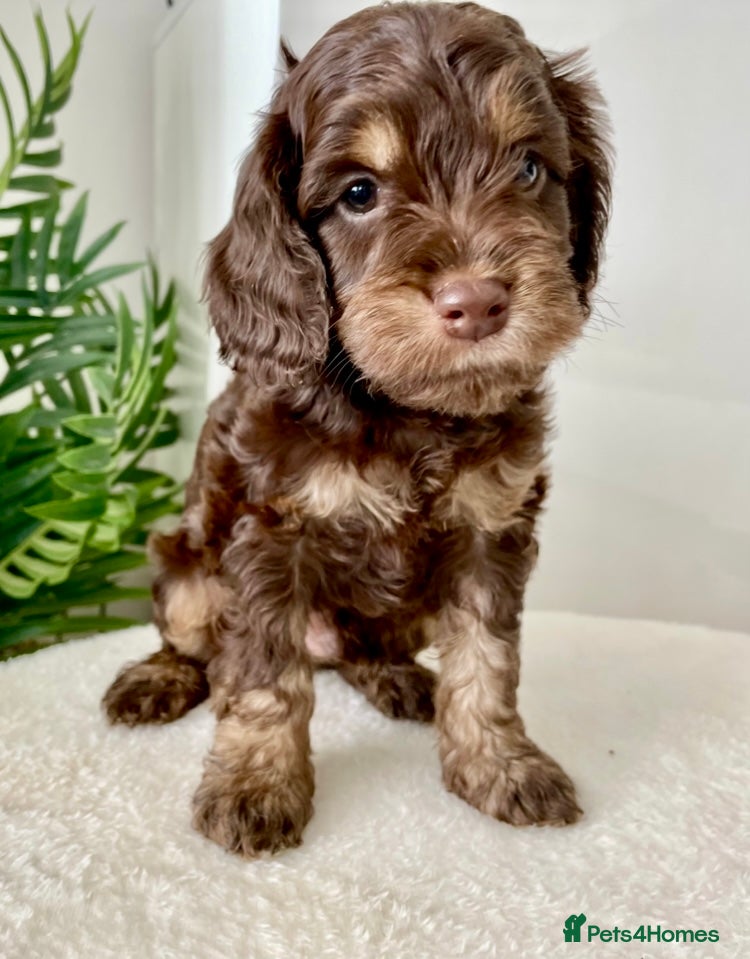 Cockapoo dogs WAITLIST NOW OPEN  - Advert 6