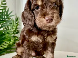 Cockapoo dogs WAITLIST NOW OPEN - Advert 6