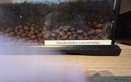 Frog reptiles for sale: Dendrobates leucomelas aka Bumblebee frogs set up - Image 10