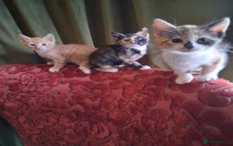 Domestic Shorthair cats for sale: 6 gorgeous mixed breed kittens - Advert 16