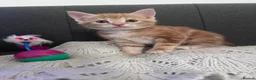 British Shorthair cats for sale: Four Ginger Babies looking for Homes in Maidstone - Advert 5